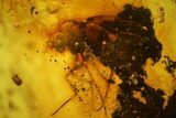 Fossil Scale Insect (Coccoidea) & Fly (Diptera) in Baltic Amber #142244-2